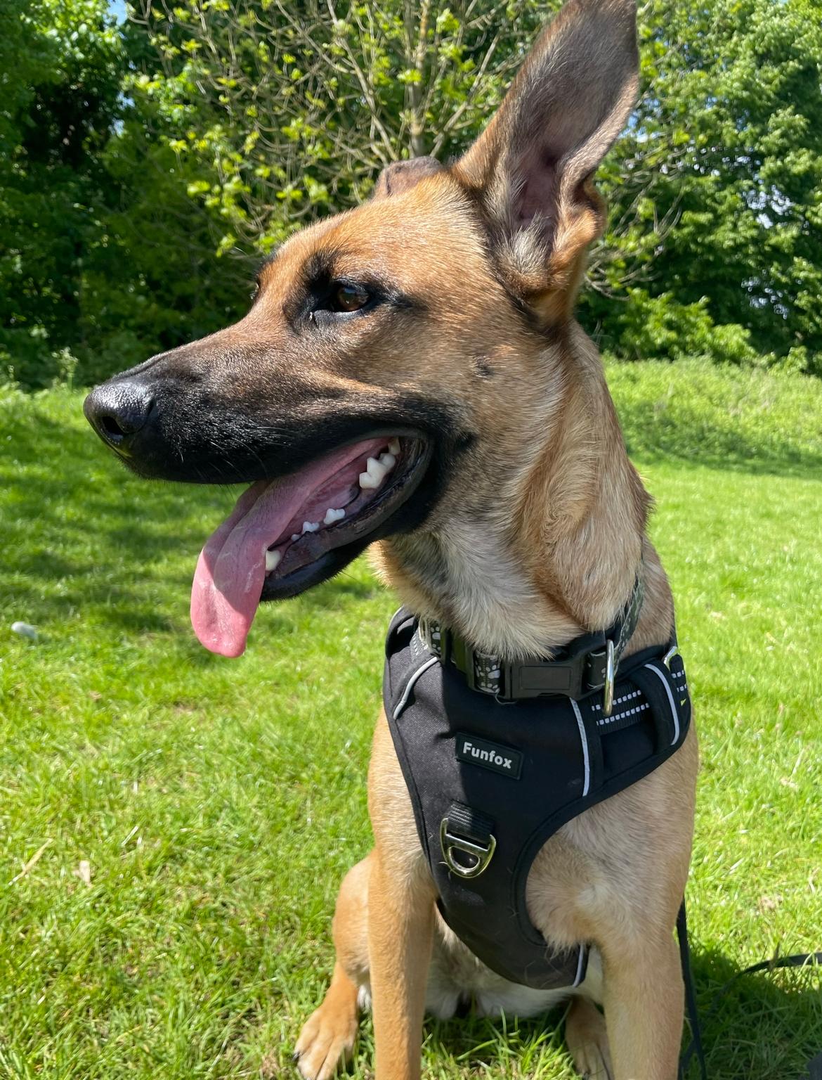 LEXI - ESSEX LEXI - ESSEX